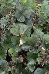 Ligularia dentata