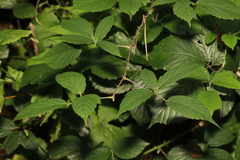 Rubus cissburiensis