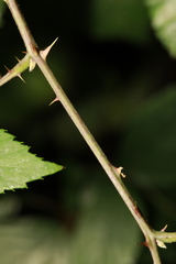 Rubus cissburiensis