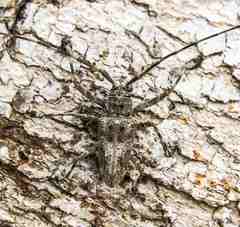 Ancylonotus tribulus