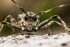 Ancylonotus tribulus