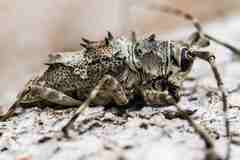 Ancylonotus tribulus