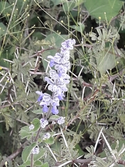 Salvia keerlii