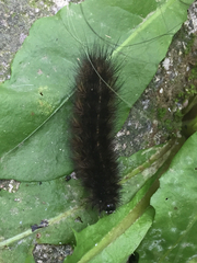 Phragmatobia