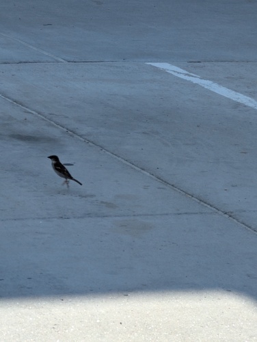 House Sparrow photographed in Nebraska
