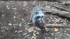 Procyon pygmaeus