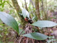 Pittosporum cornifolium