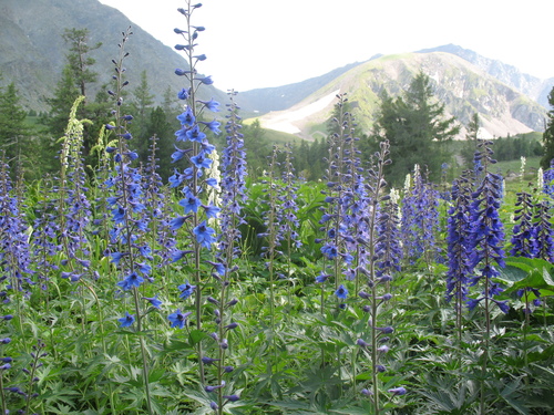 Delphinium elatum