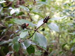 Pittosporum cornifolium