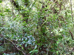 Pittosporum cornifolium