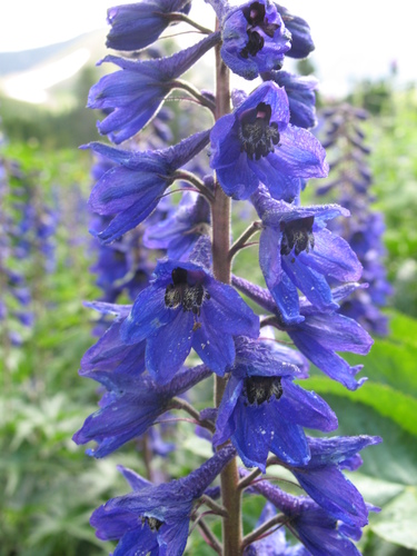 Delphinium elatum