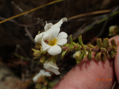 Euphrasia monroi