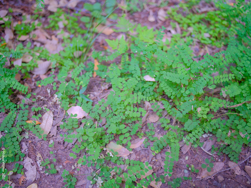 Torrey's Pea (Lathyrus torreyi)