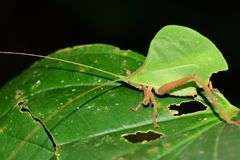 Typophyllum mortuifolium