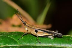 Xiphiola cyanoptera