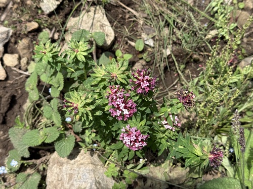 Stellera chamaejasme, photograph 2