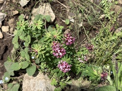 Stellera chamaejasme, photograph Jane Charlen, CC BY, iNaturalist via GBIF