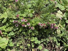Stellera chamaejasme, photograph Jane Charlen, CC BY, iNaturalist via GBIF