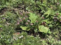 Stellera chamaejasme, photograph Jane Charlen, CC BY, iNaturalist via GBIF