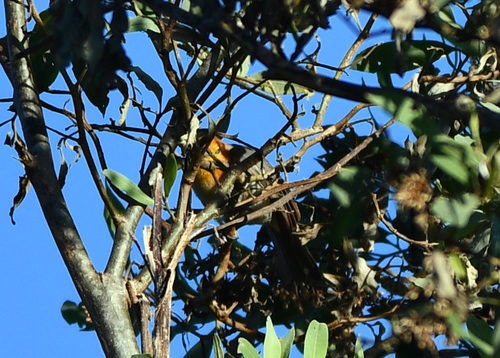 Orange-headed Tanager (Thlypopsis sordida), photo 10