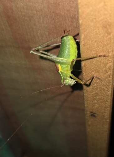 Barbitistes serricauda