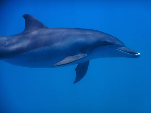 Indo-Pacific bottlenose dolphin