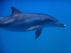 Indo-Pacific bottlenose dolphin