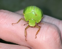 Platycoelia traceyae