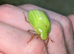 Platycoelia traceyae