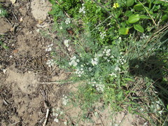 Capnophyllum