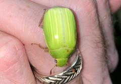 Platycoelia traceyae