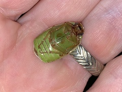 Platycoelia traceyae