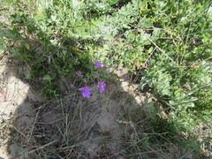 Senecio arenarius