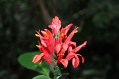 Pachystachys spicata