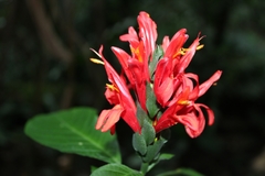 Pachystachys spicata