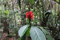 Pachystachys spicata