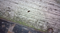 Myrmecoblatta hebardi