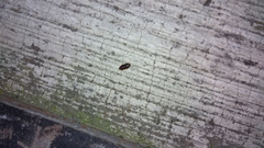 Myrmecoblatta hebardi