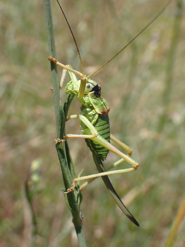 Ephippiger diurnus