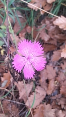 Dianthus seguieri