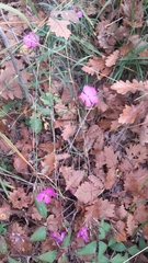 Dianthus seguieri