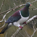 New Zealand Pigeon - Photo (c) Brodie Foster, some rights reserved (CC BY-NC), uploaded by Brodie Foster