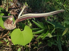 Aristolochia ringens