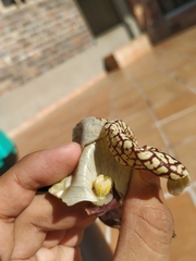Aristolochia ringens