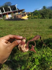 Aristolochia ringens