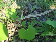 Aristolochia ringens