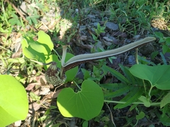 Aristolochia ringens