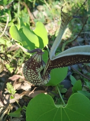 Aristolochia ringens