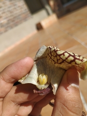 Aristolochia ringens