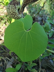 Aristolochia ringens